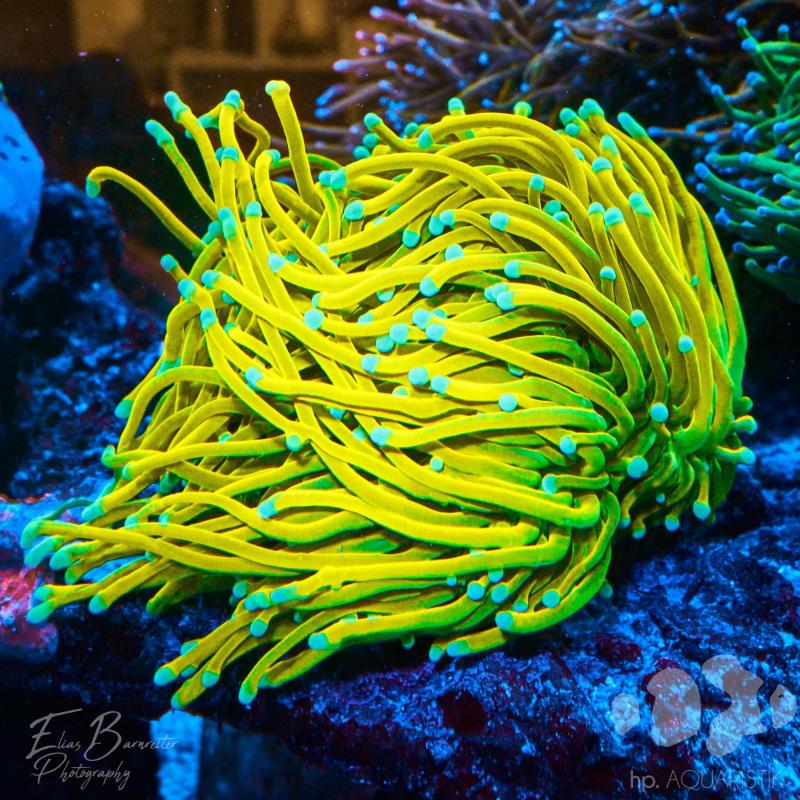 Euphyllia Banana